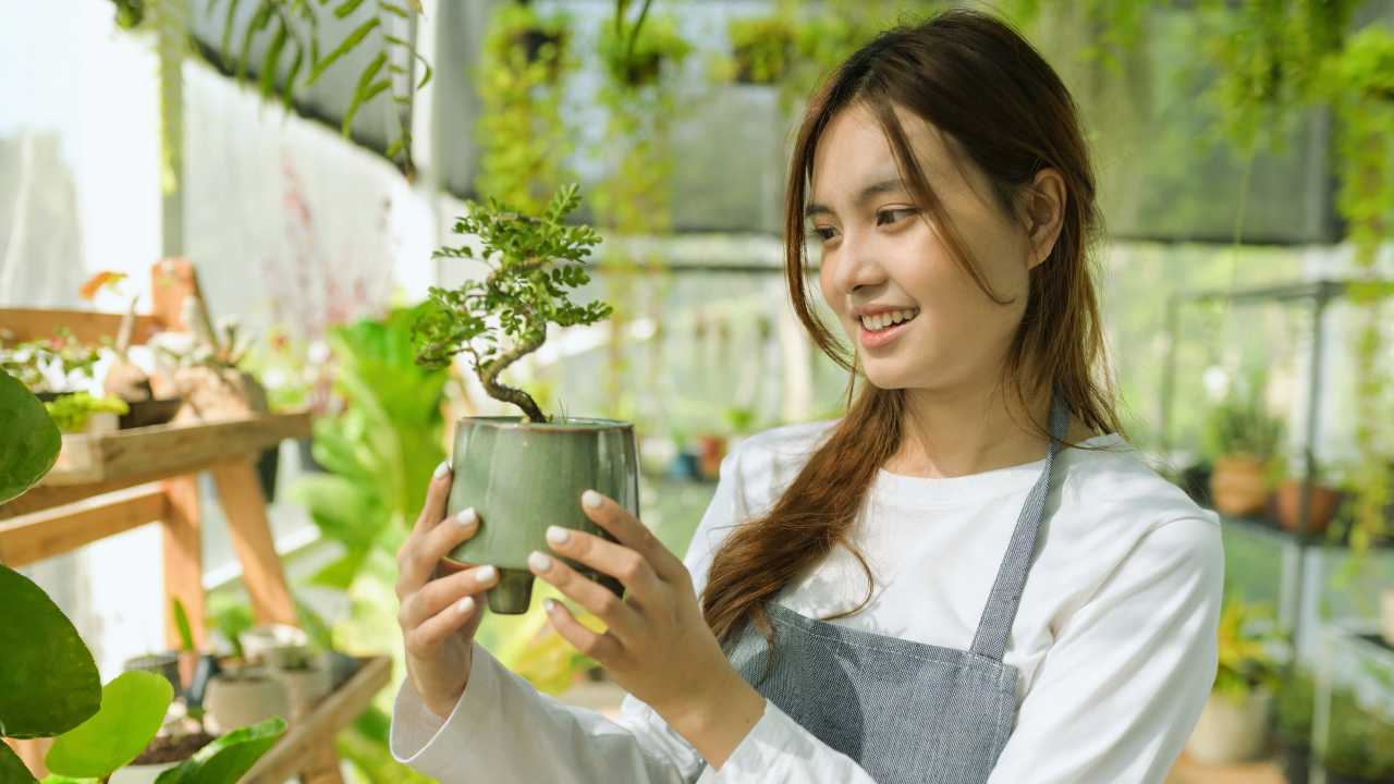 Bonsai plant for home